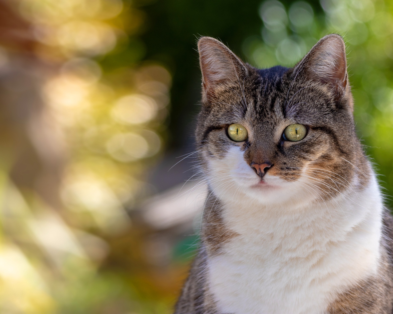 Любопытный взгляд зеленоглазого серого с белым кота