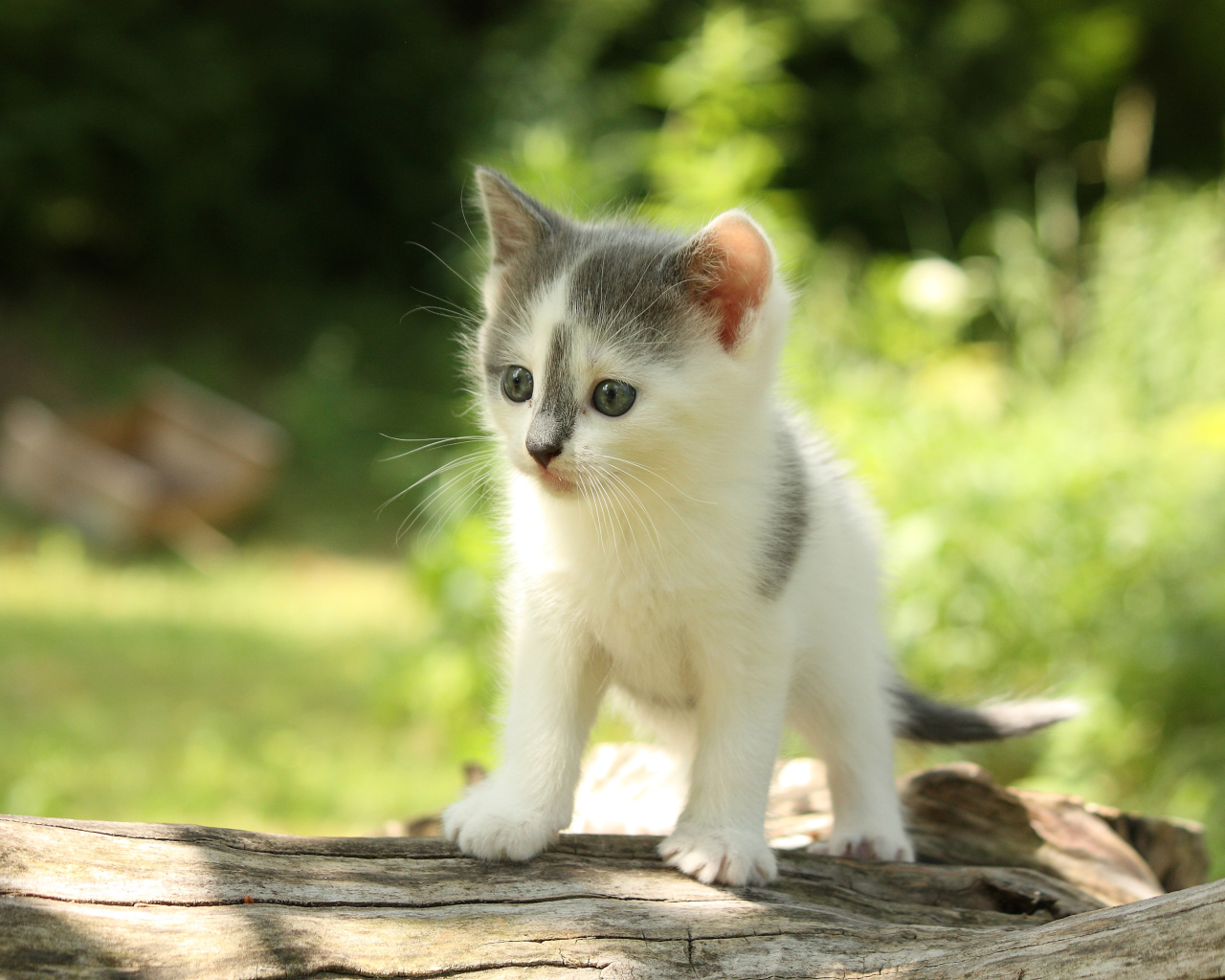 Милый маленький котенок на деревянной колоде