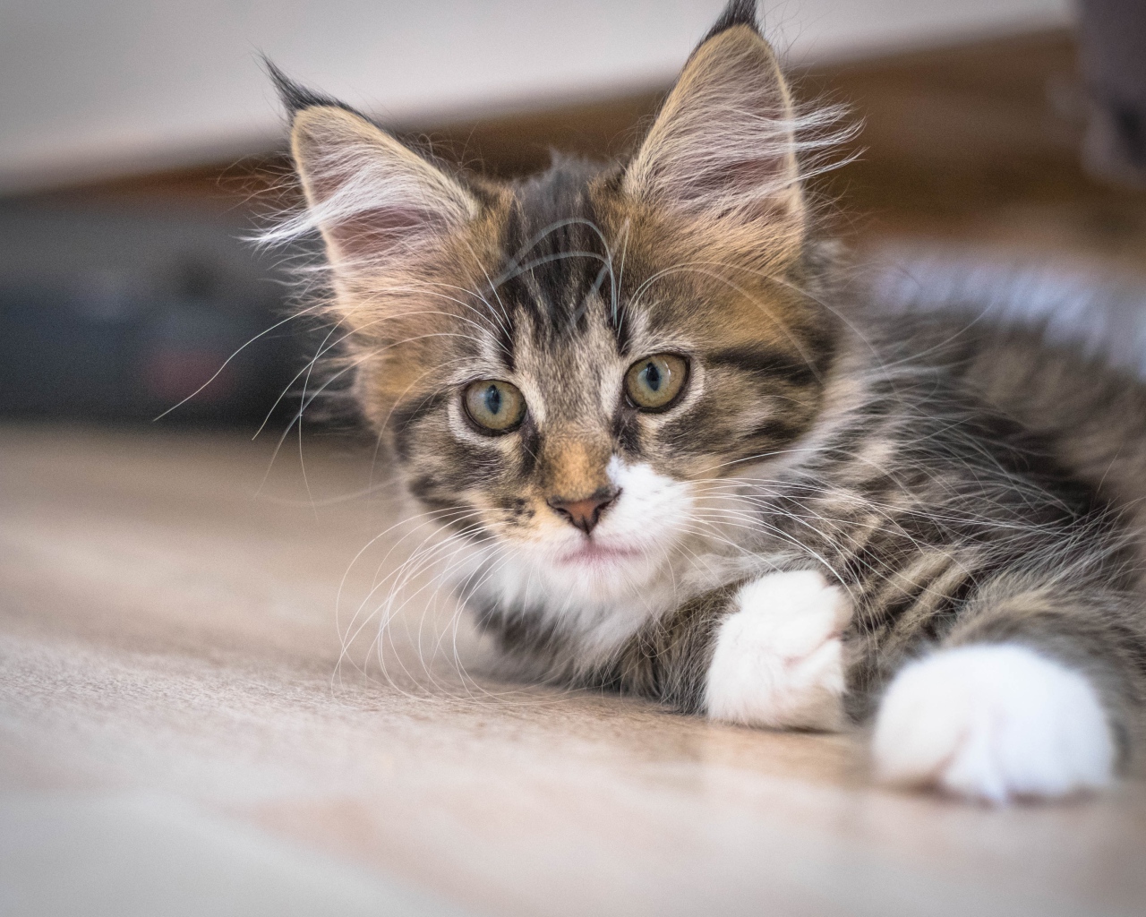 Дорогой породистый котенок мейн кун 