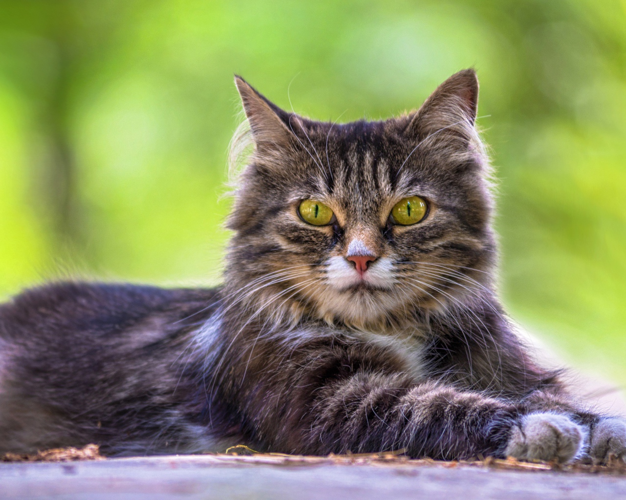 Недовольный серый кот с желтыми глазами 