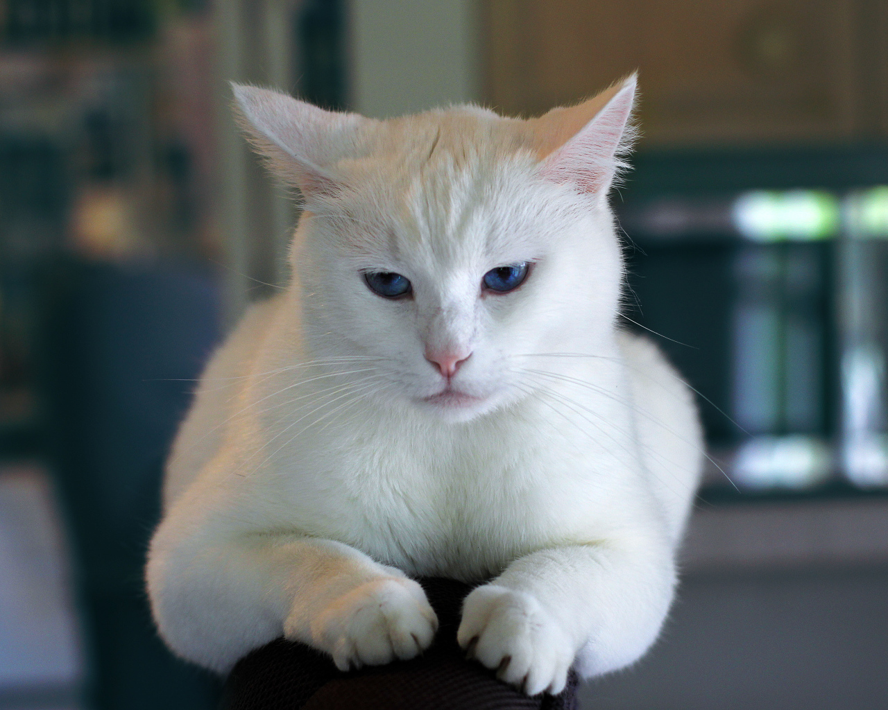 Недовольный голубоглазый белый кот 