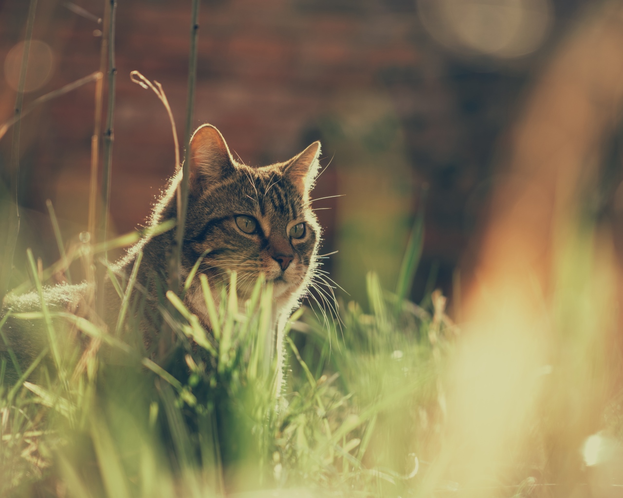 Недовольный серый кот в траве