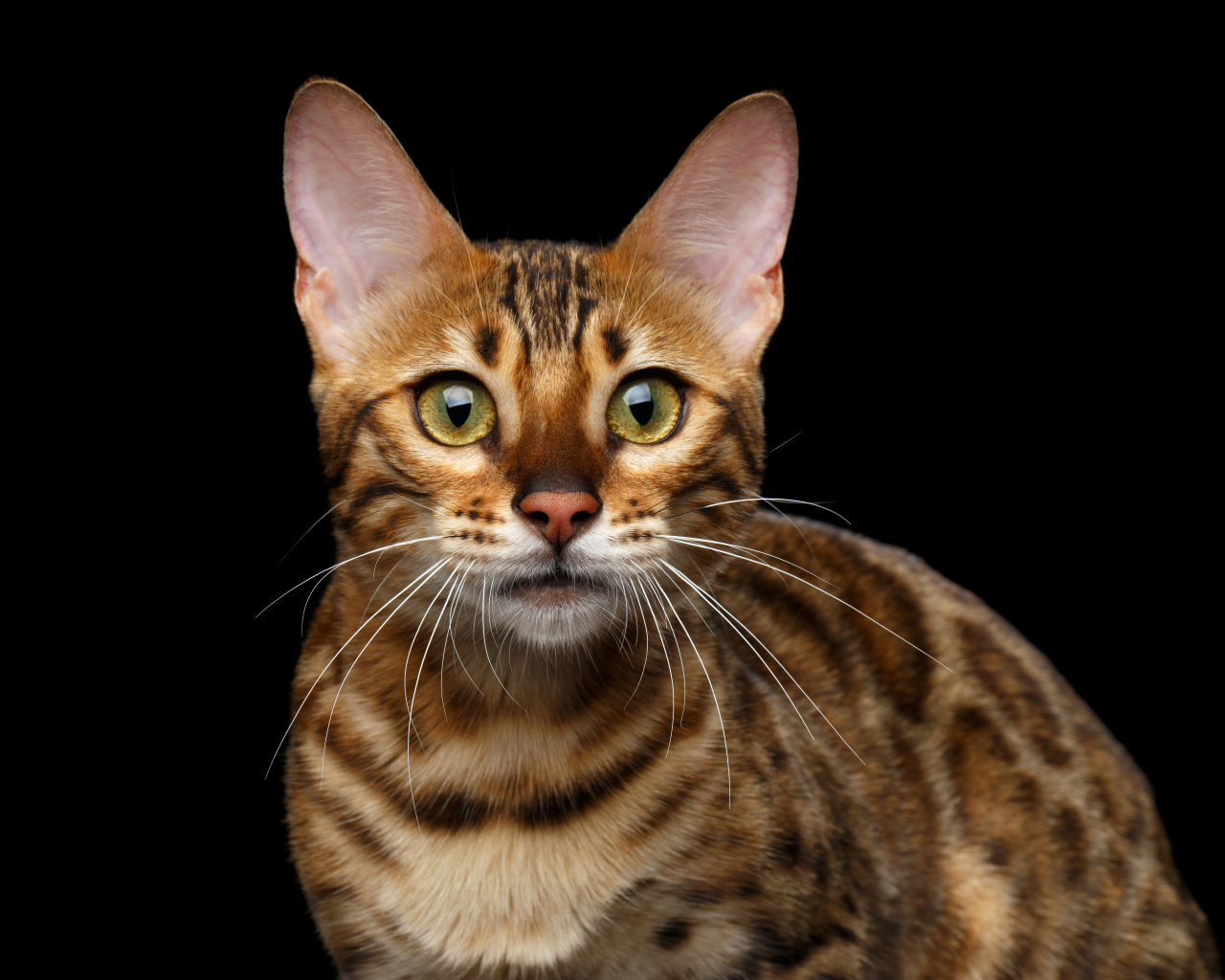 Дорогая Бенгальская кошка на черном фоне