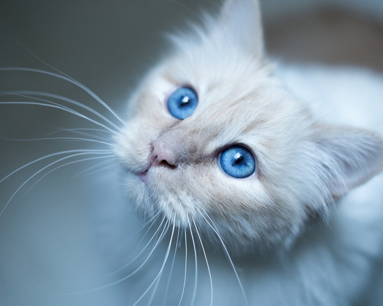 Выразительный взгляд красивой голубоглазой кошки