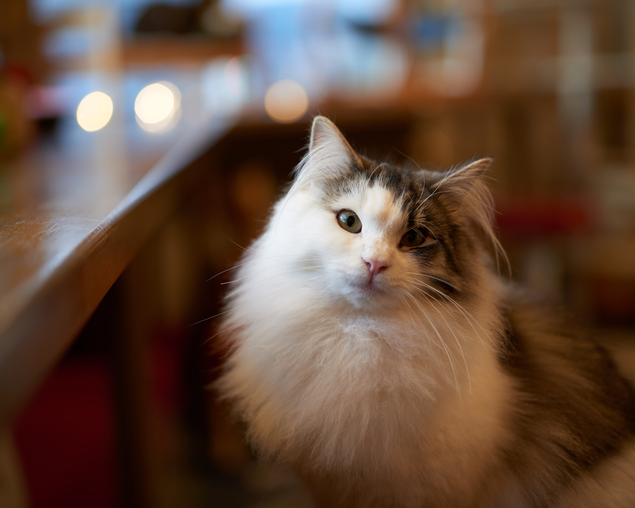 Пушистый красивый кот сидит у стола 