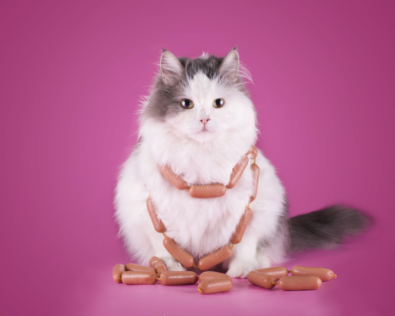 Пушистый кот с сосисками на розовом фоне