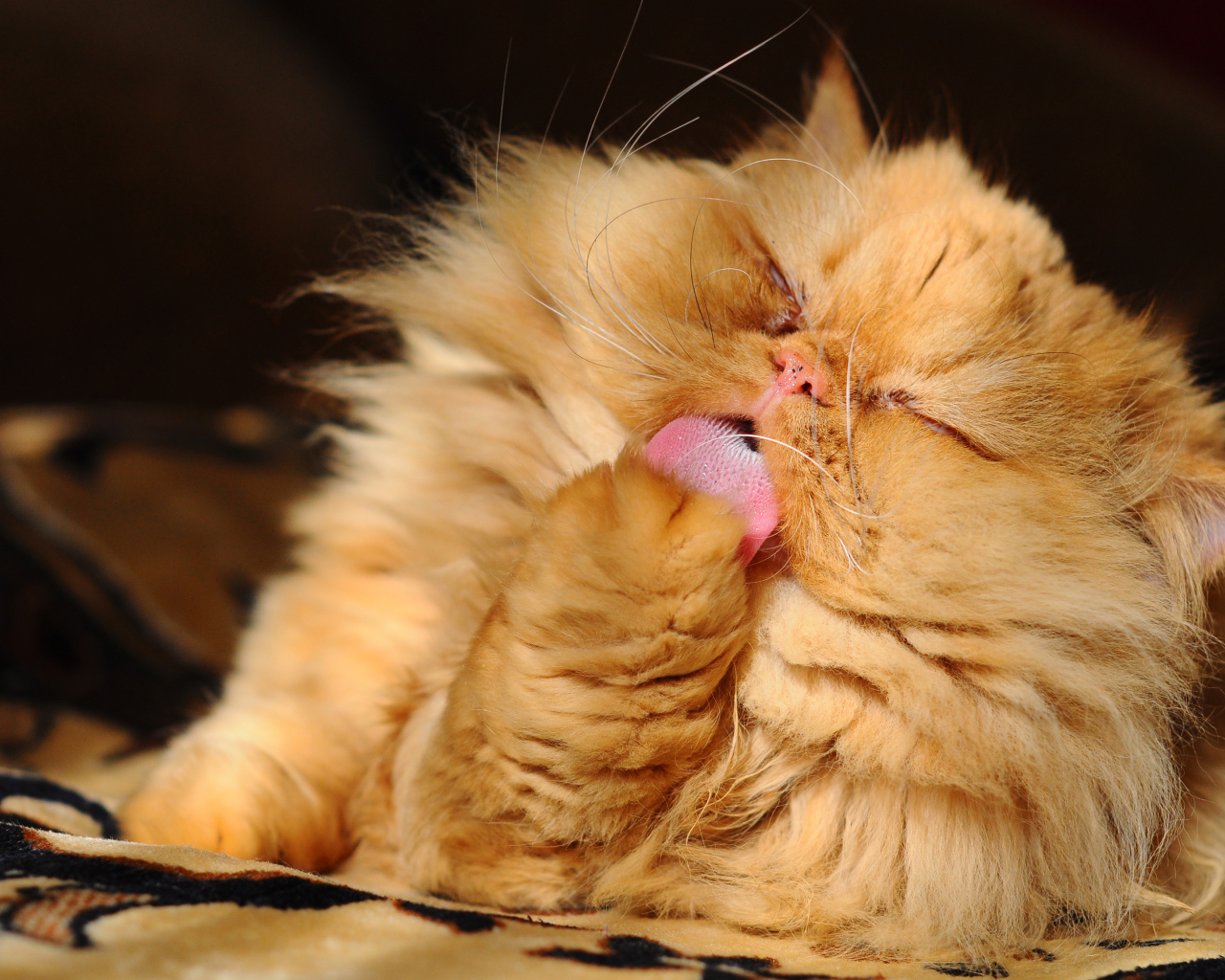 Пушистый рыжий персидский кот облизывает лапу