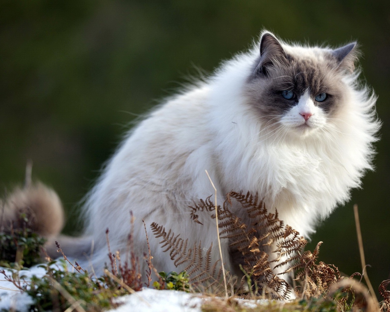 Пушистый породистый кот сидит на тающем снегу весной