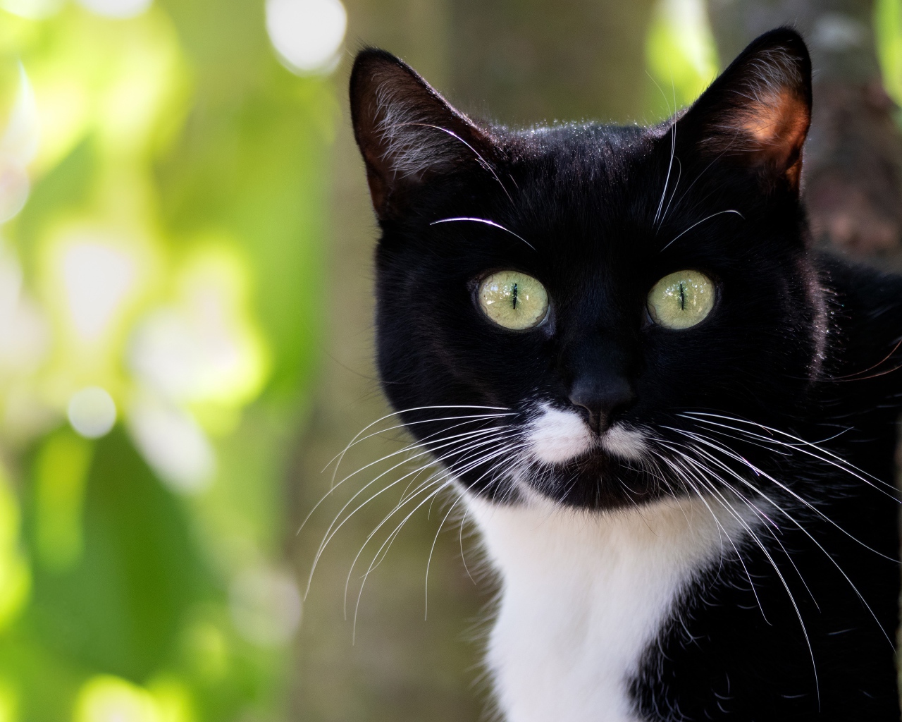 Испуганный черно белый кот с длинными усами 