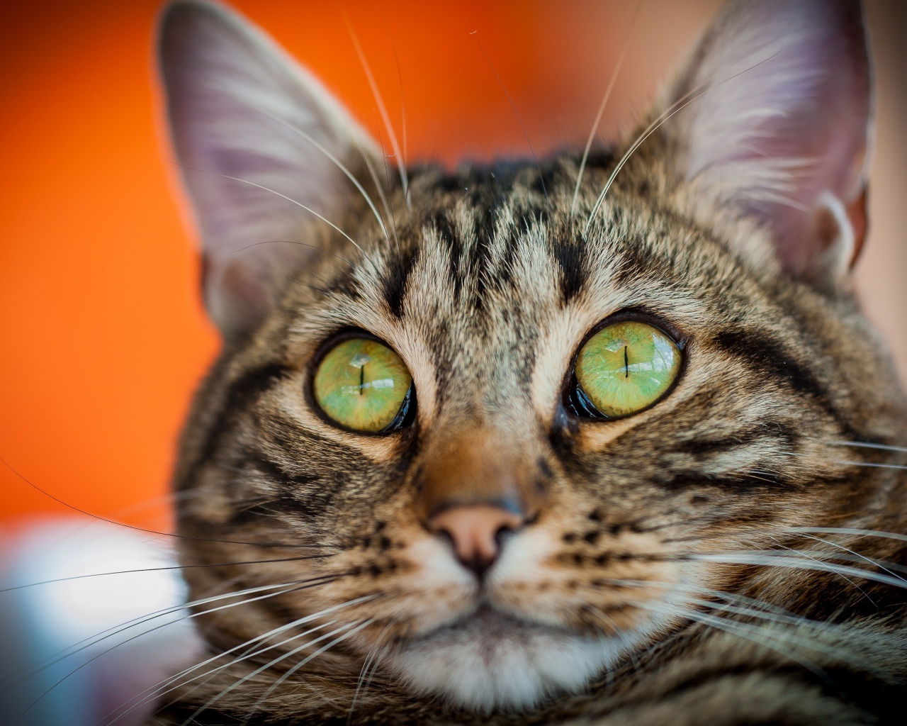 Забавная морда серого зеленоглазого кота