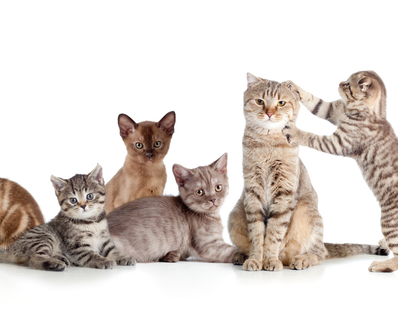 Забавные маленькие котята на белом фоне