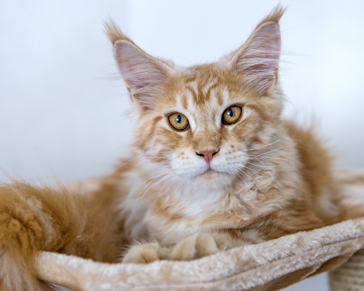 Пушистый рыжий кот породы мейн кун