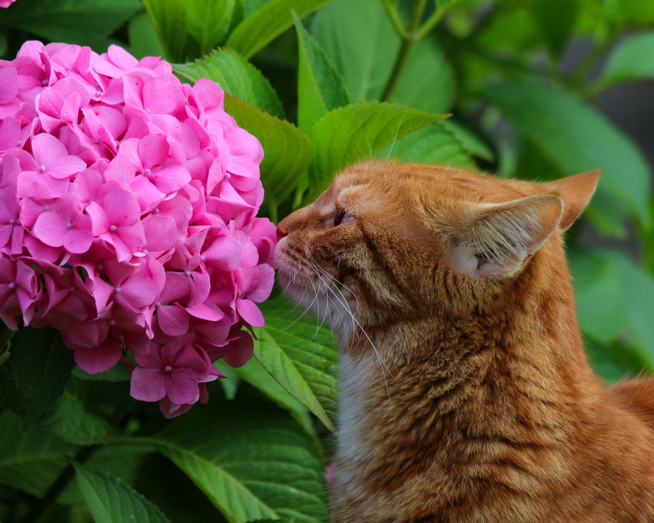 Рыжий кот нюхает розовый цветок гортензии