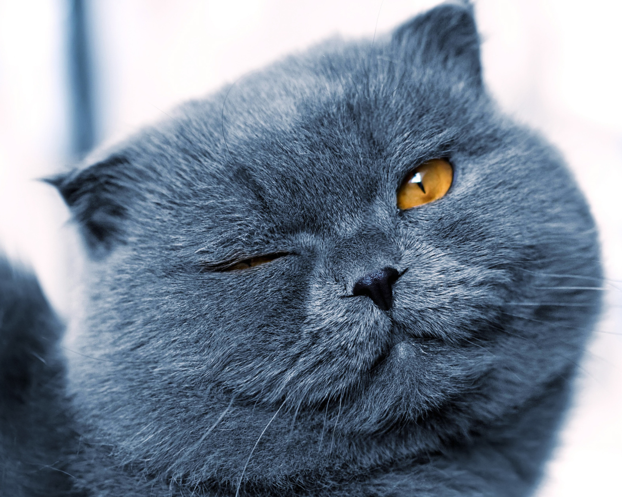 Серый британский кот подмигивает глазом 