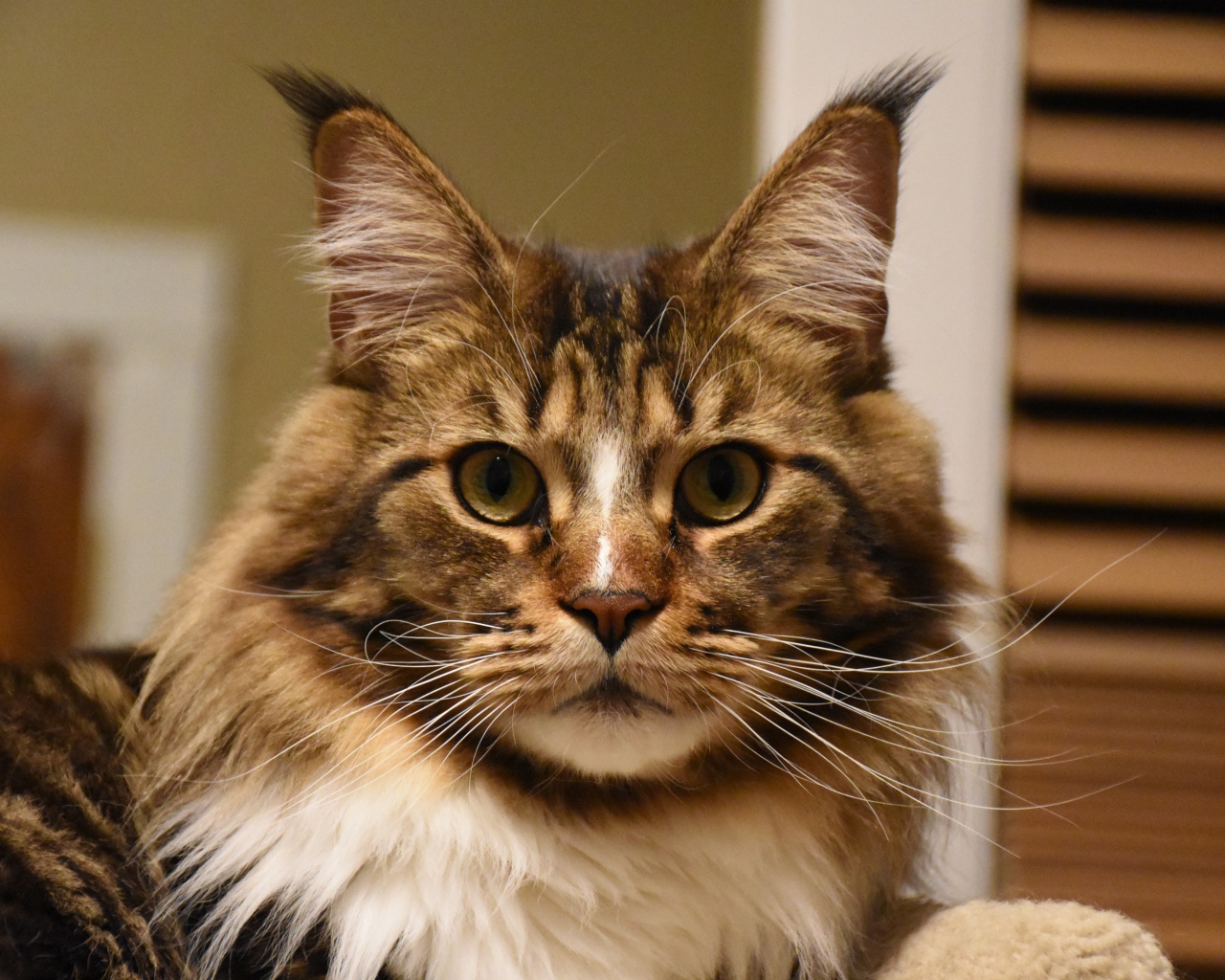 Серый красивый кот мейн кун крупным планом 