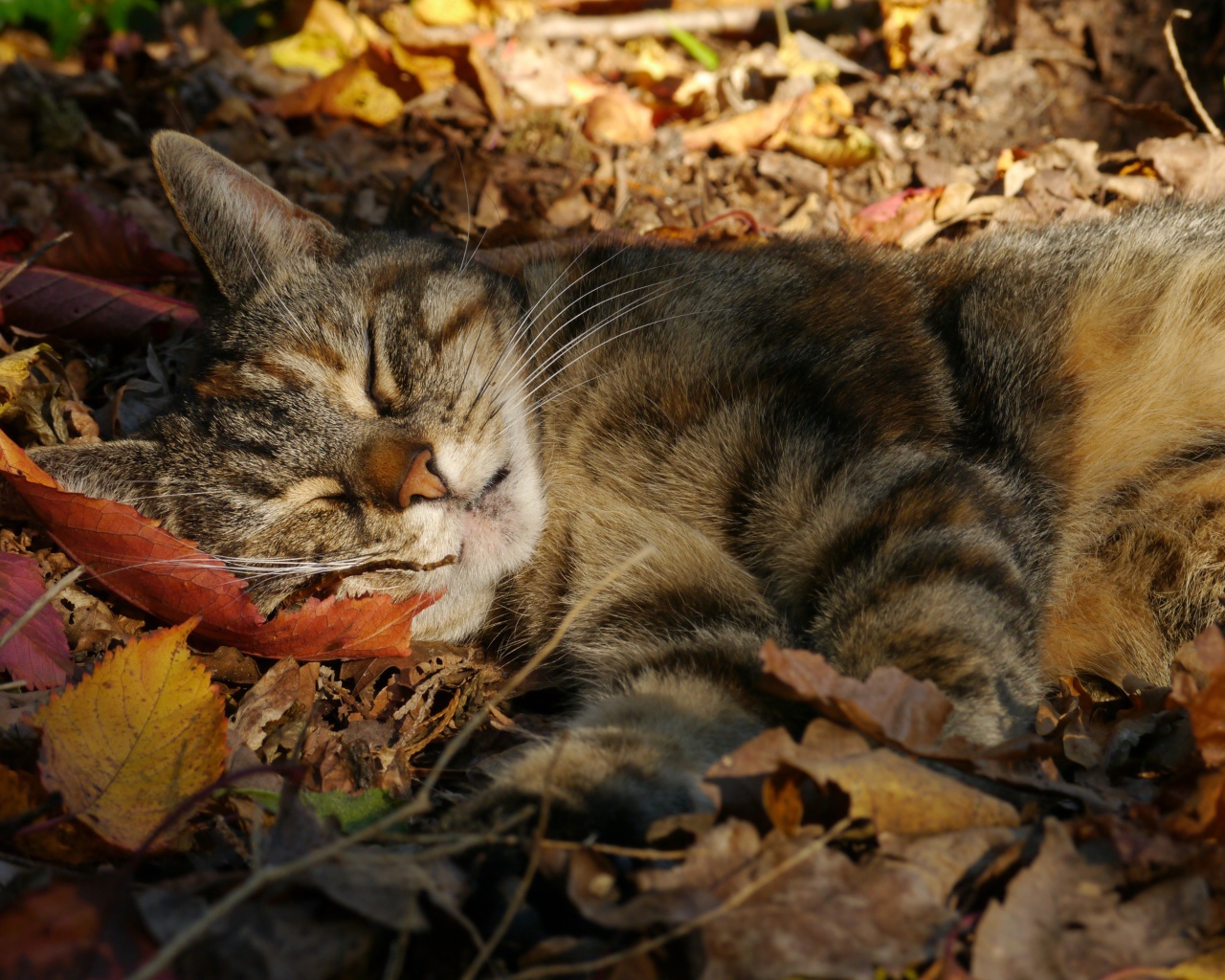 Gray beautiful cat sleeps on the yellow fallen foliage