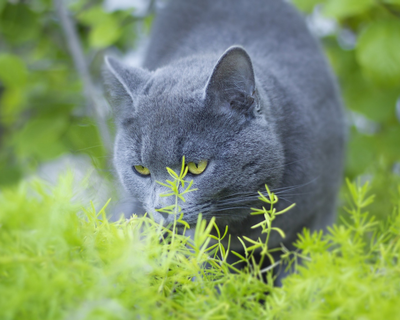 Серый кот британец ест зеленую траву