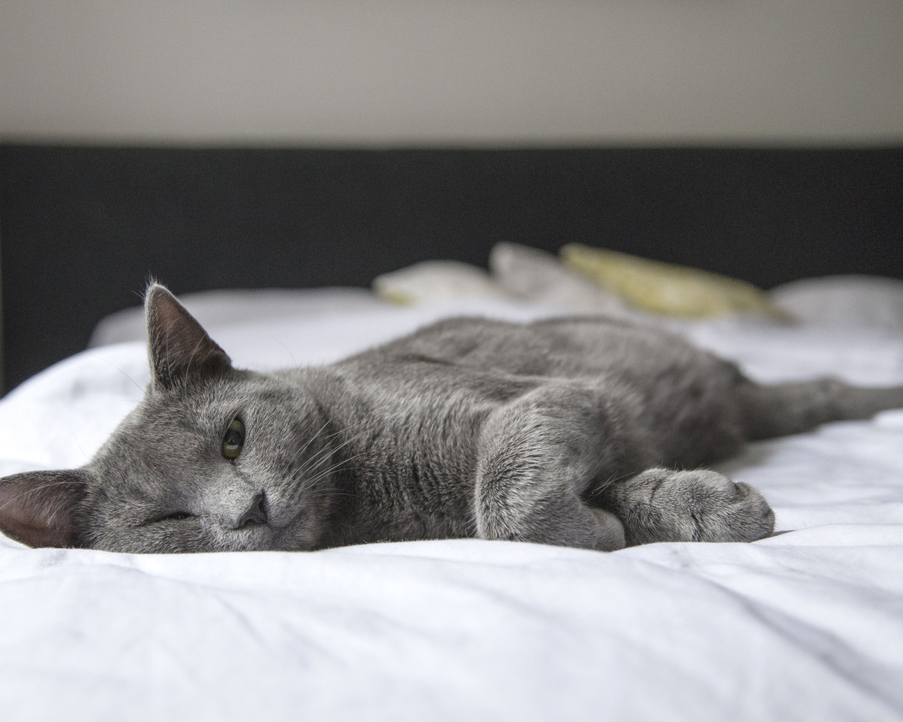 Серый кот спит на белой постели