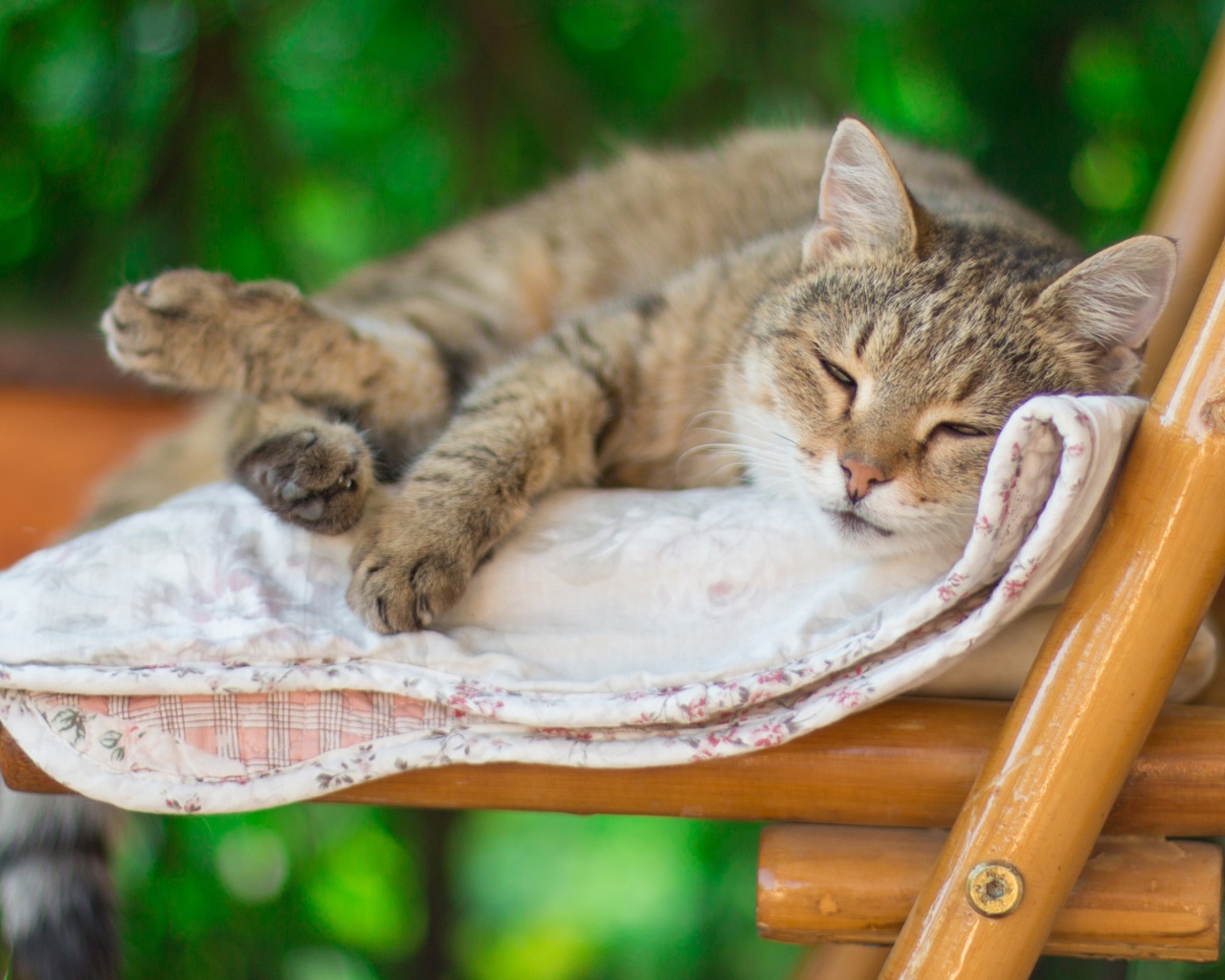 Серый кот спит на лавке