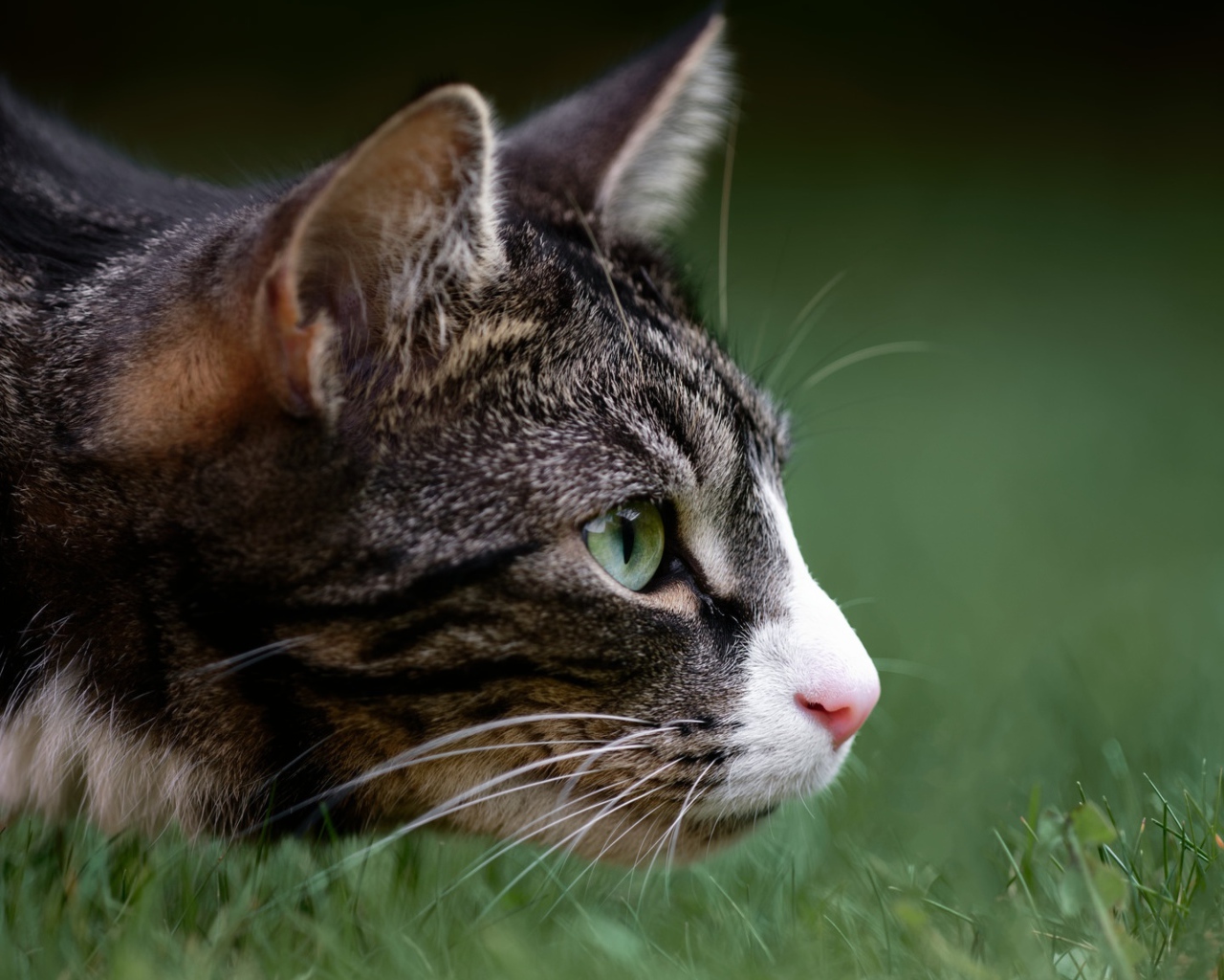 Серый кот охотится в зеленой траве 