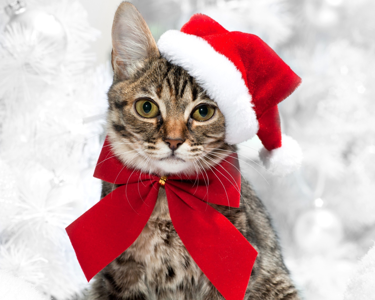 Серый кот в новогодней шапке с красным бантом