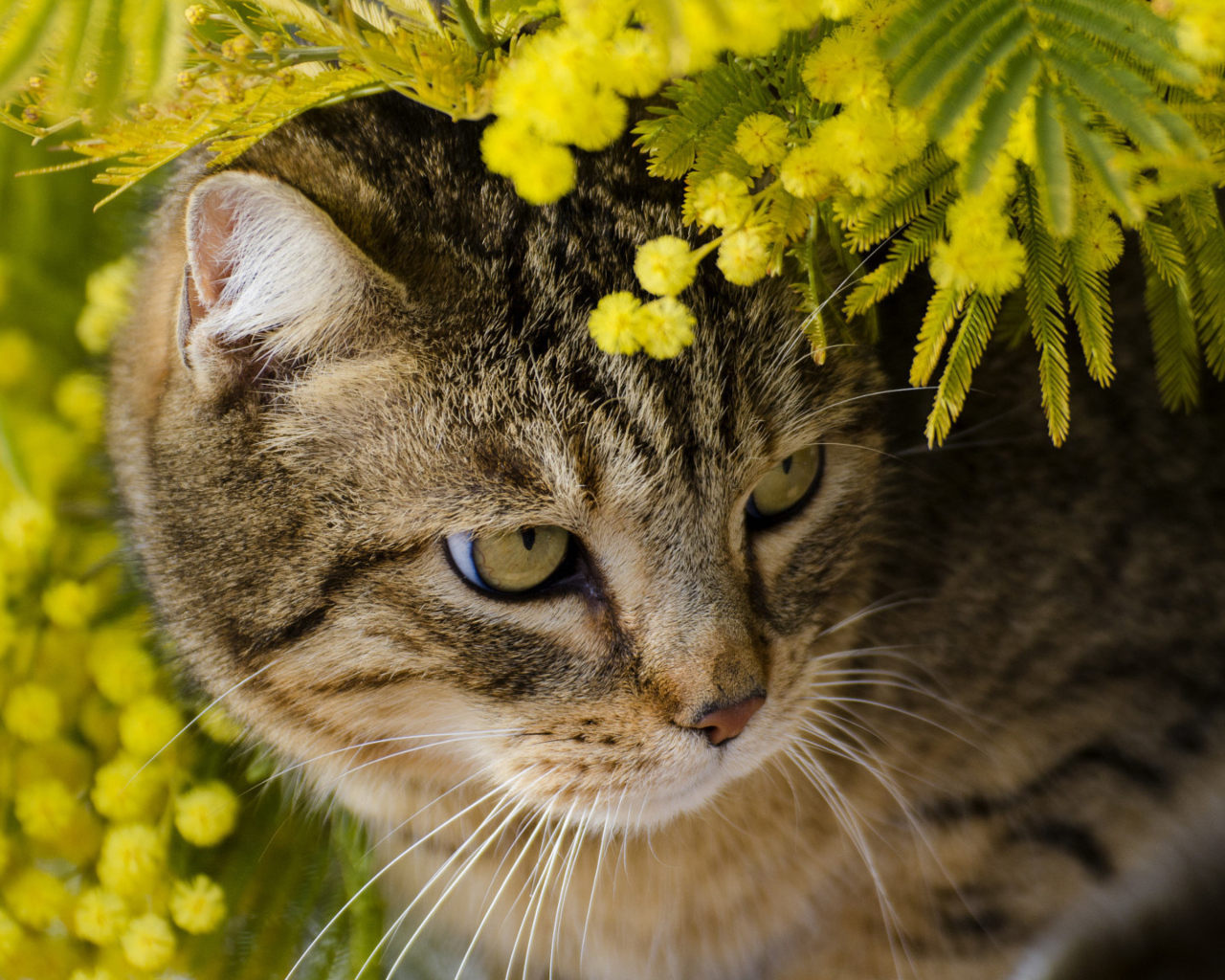 Серый кот в ветках мимозы