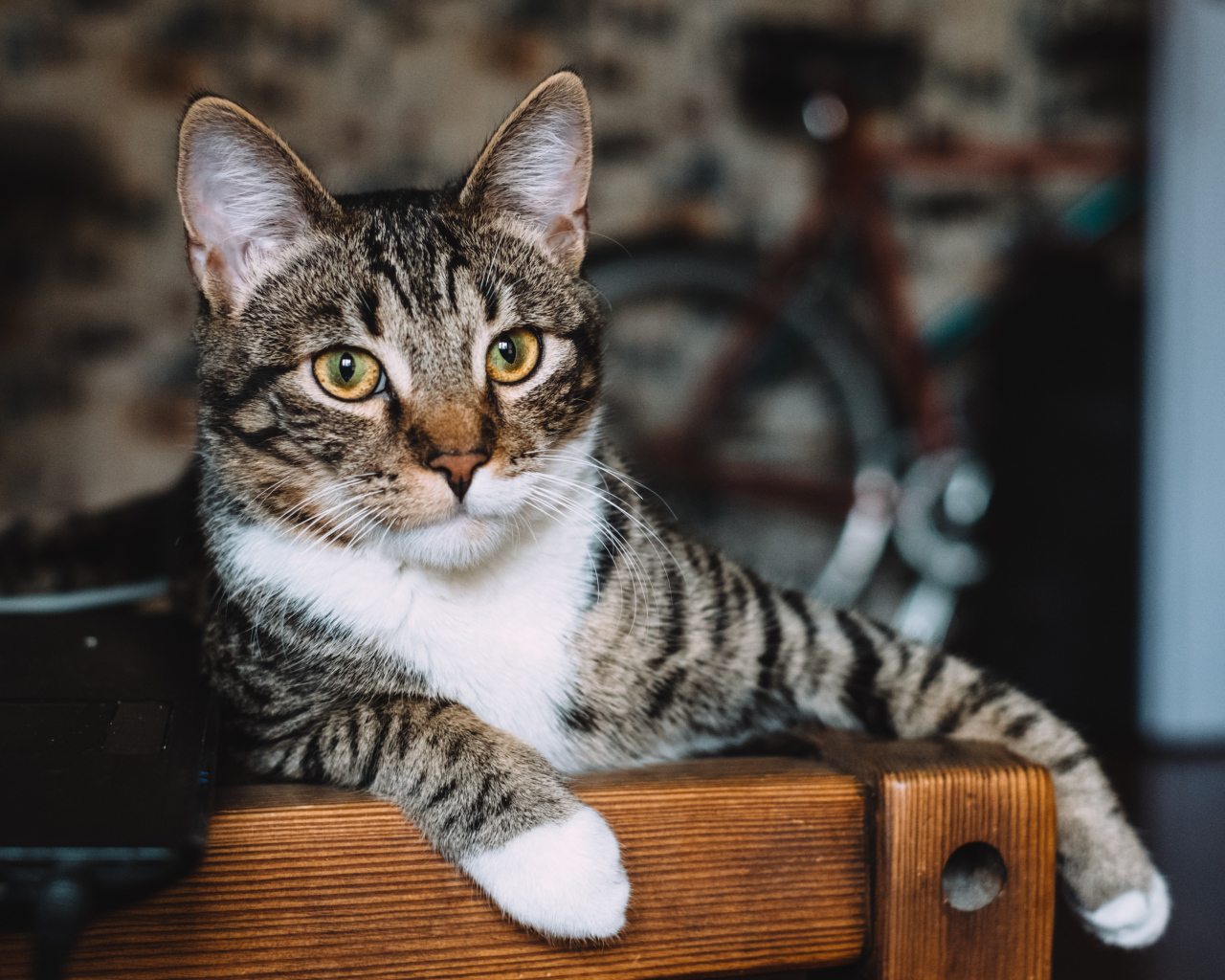 Серый кот лежит возле ноутбука 