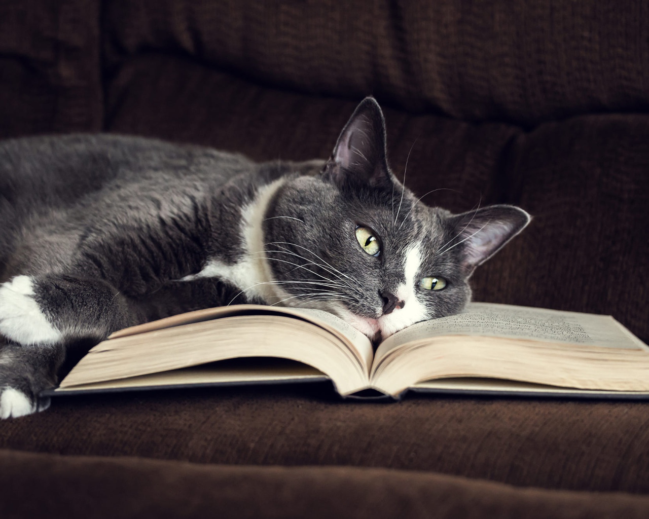 Серый кот лежит на книге на диване