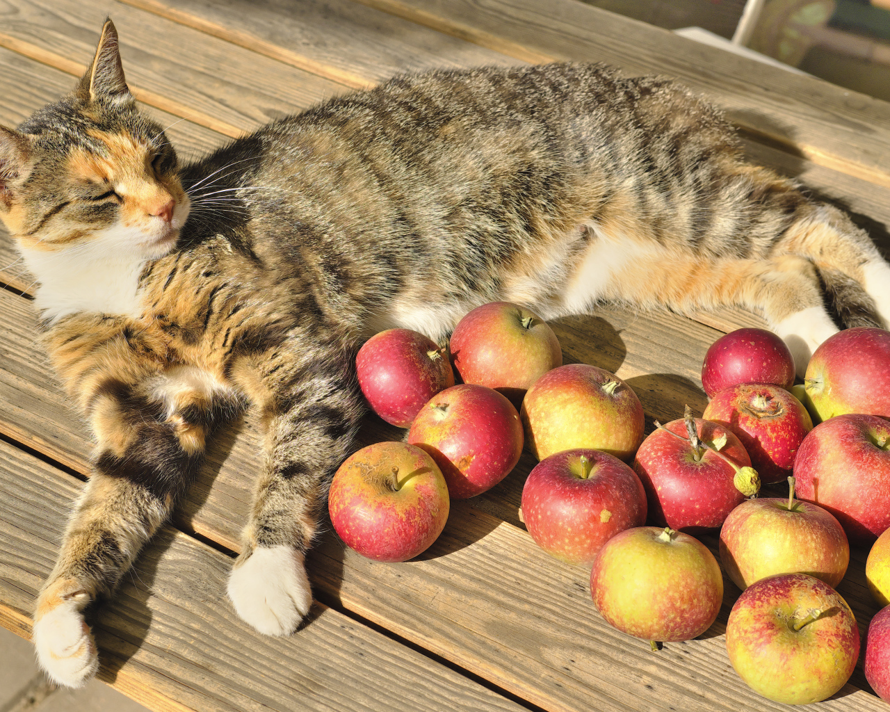 Серый кот лежит на столе с красными яблоками