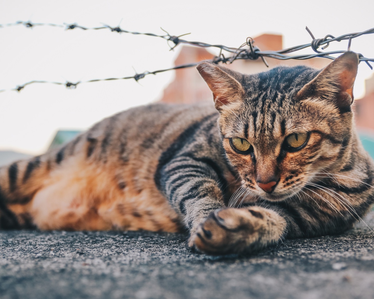Серый кот лежит под колючей проволокой