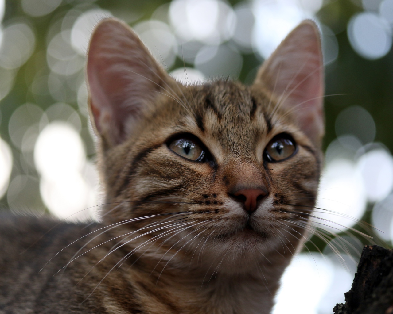 Серый кот дремлет на дереве