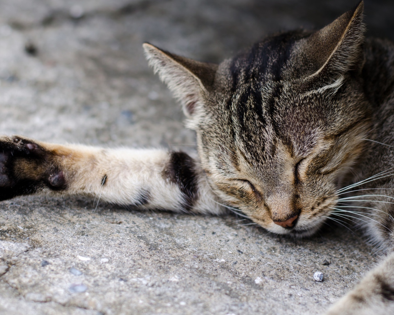 Спящий серый кот на асфальте