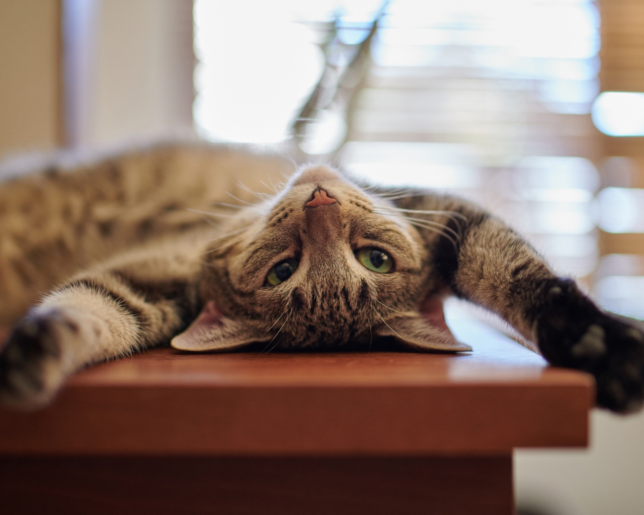 Серый кот с зелеными глазами лежит на столе