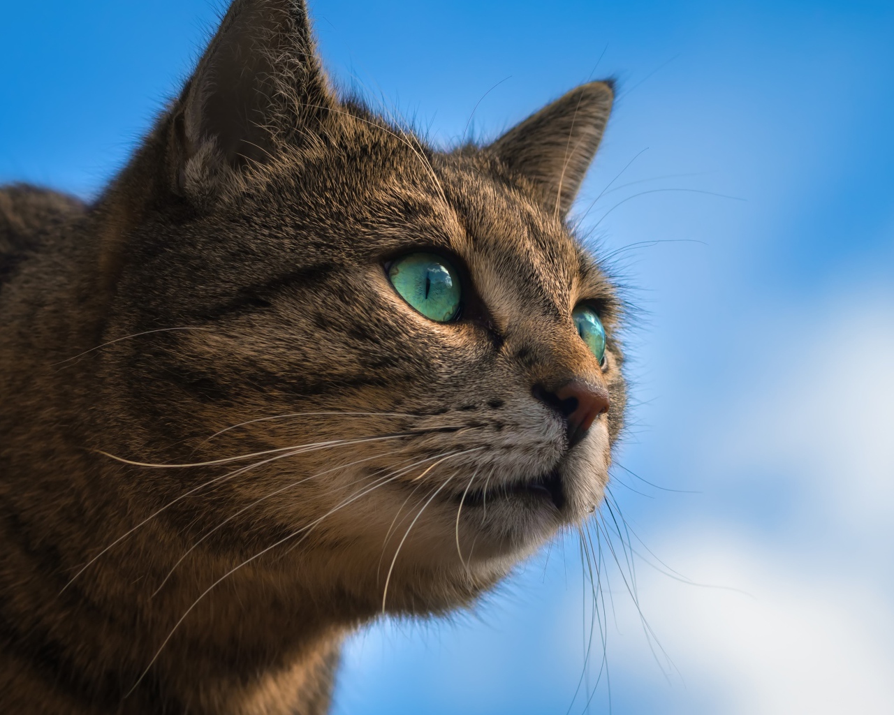 Серый зеленоглазый кот на фоне голубого неба