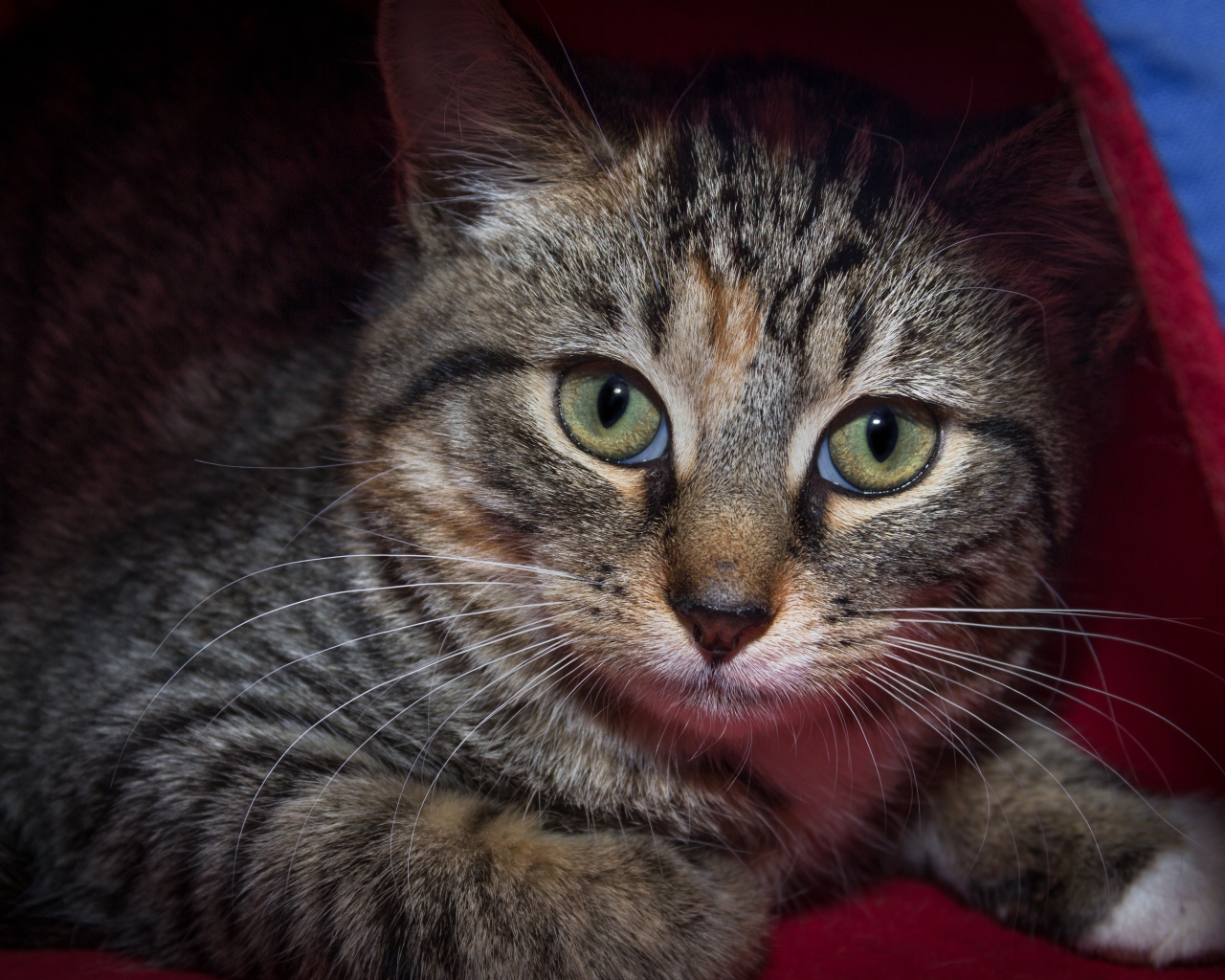 Серый зеленоглазый кот лежит под одеялом