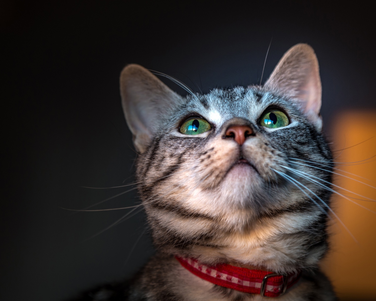Серый зеленоглазый кот с ошейником 