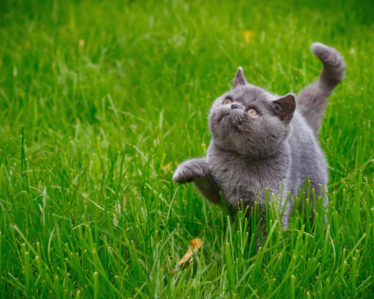Серый котенок британец гуляет по зеленой траве