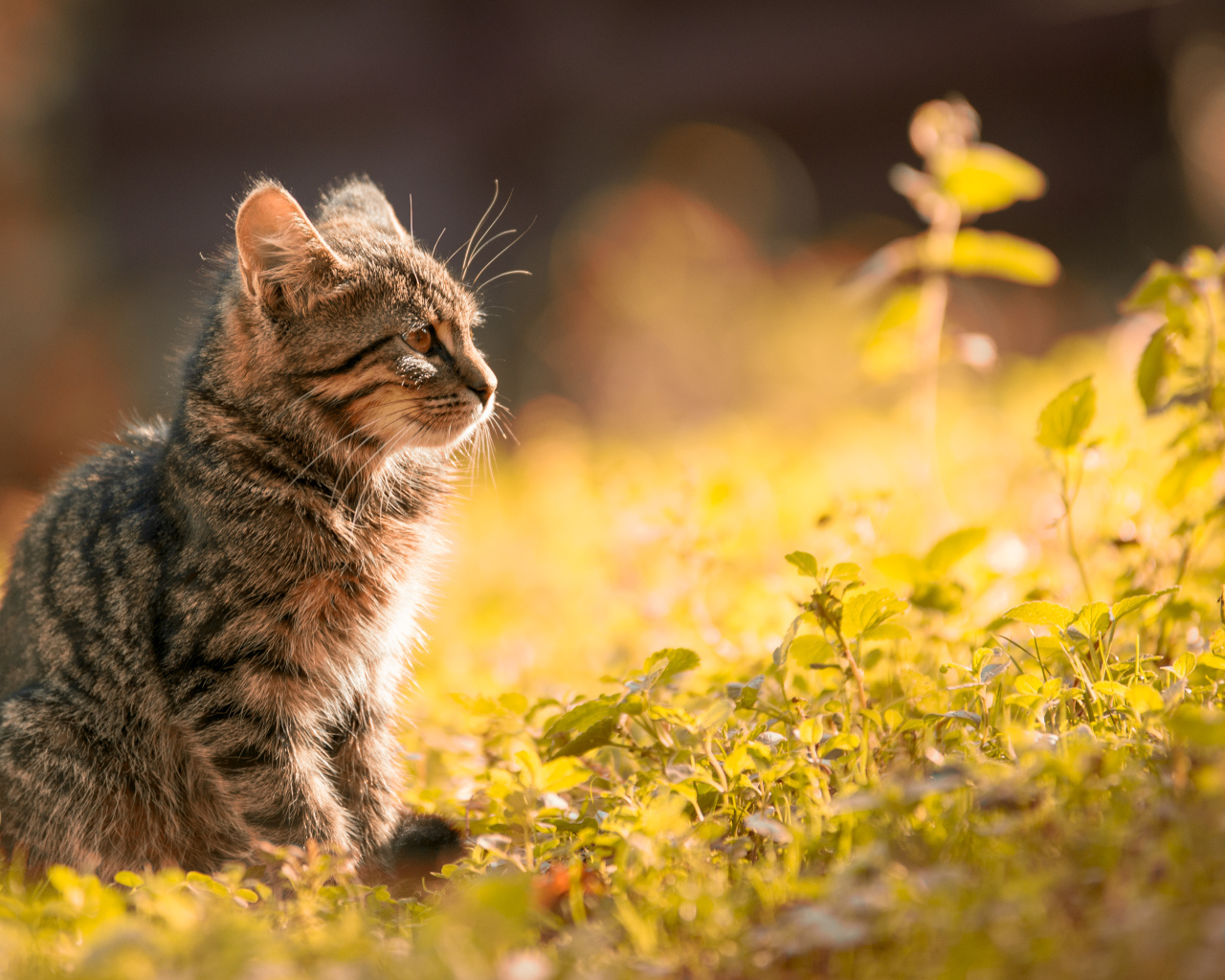 Серый котенок сидит на траве в лучах солнца