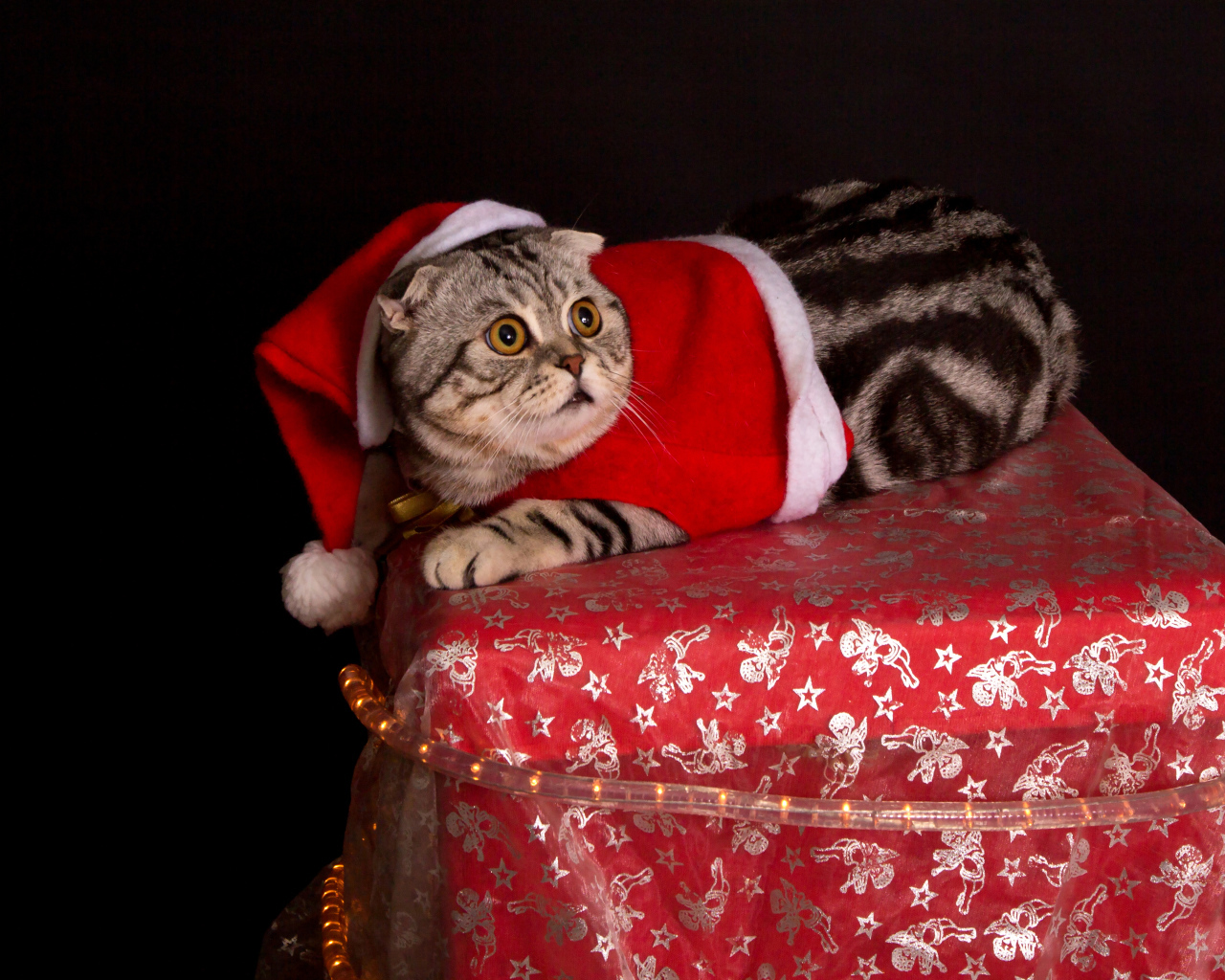 Серый породистый кот в новогоднем костюме на черном фоне