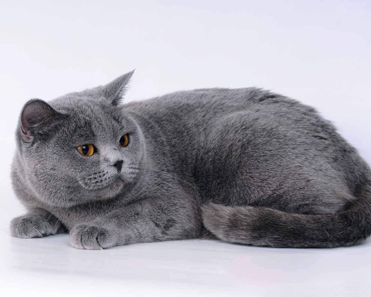 Большой британский кот на сером фоне