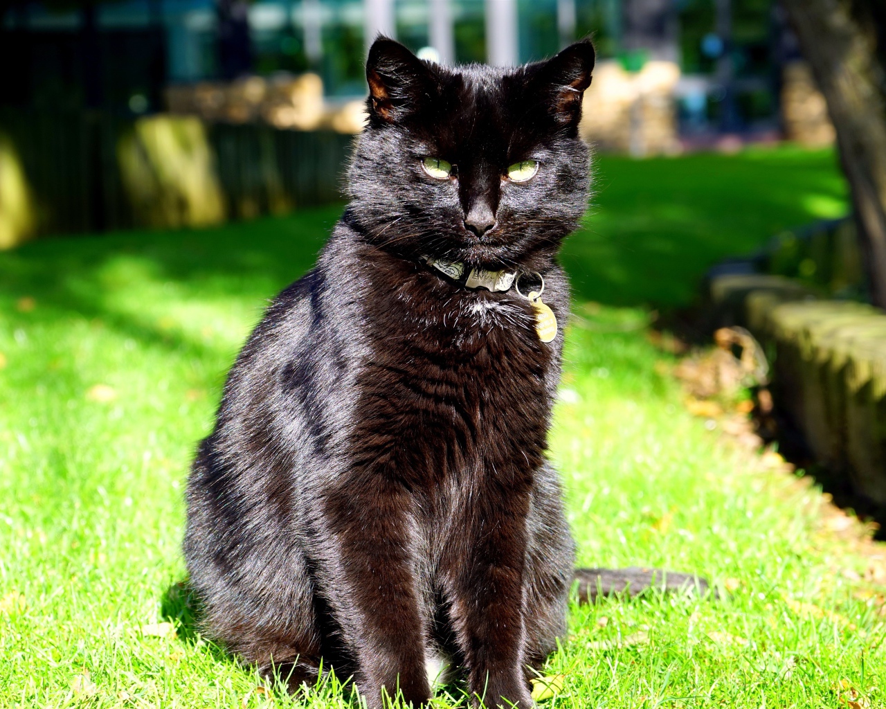 Зеленоглазый черный кот сидит на зеленой траве