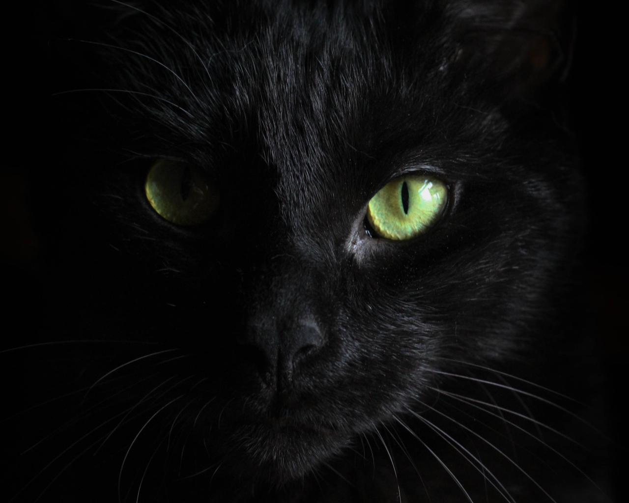 Голова черного зеленоглазого кота на черном фоне