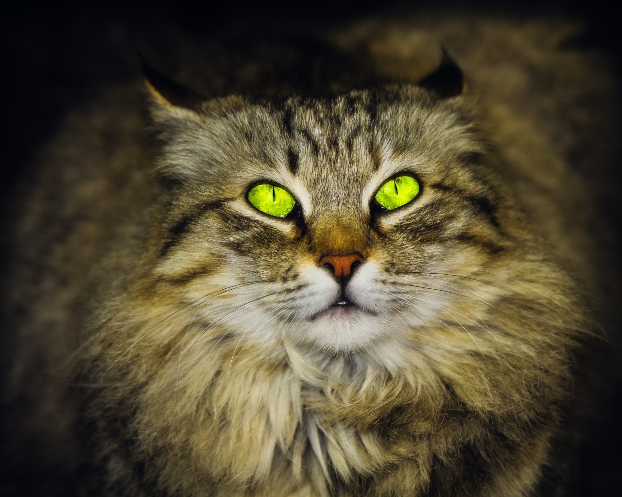 Большой пушистый серый кот с красивыми глазами