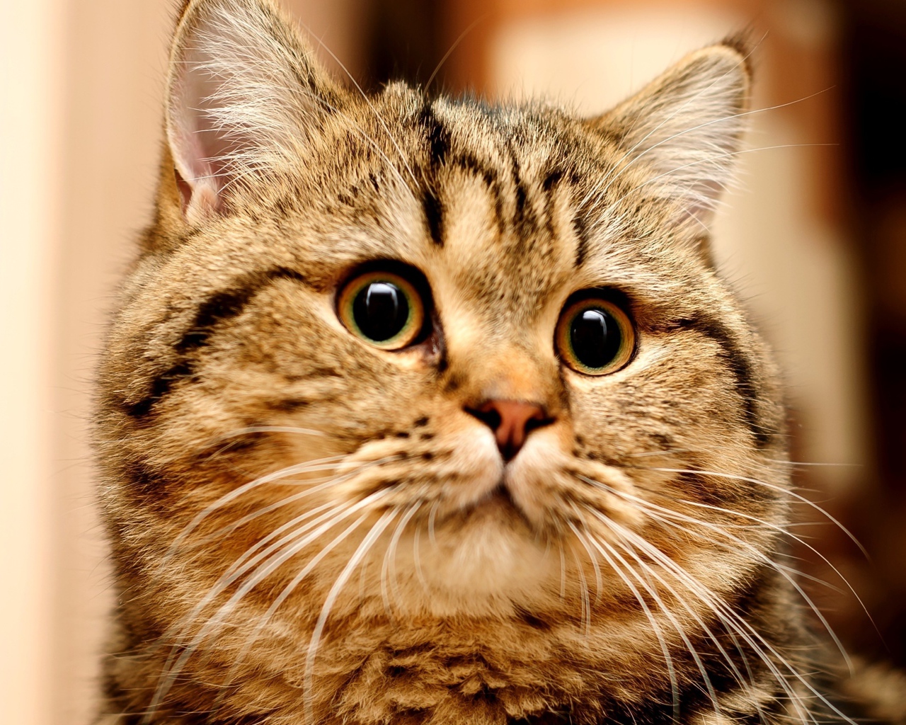 Большой серый кот с удивленным взглядом