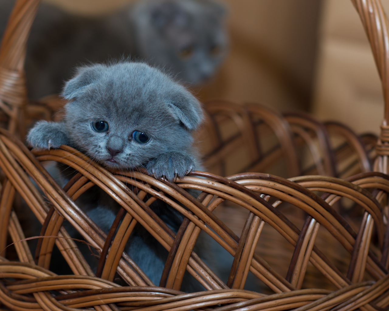 Маленький британский вислоухий котенок в корзине