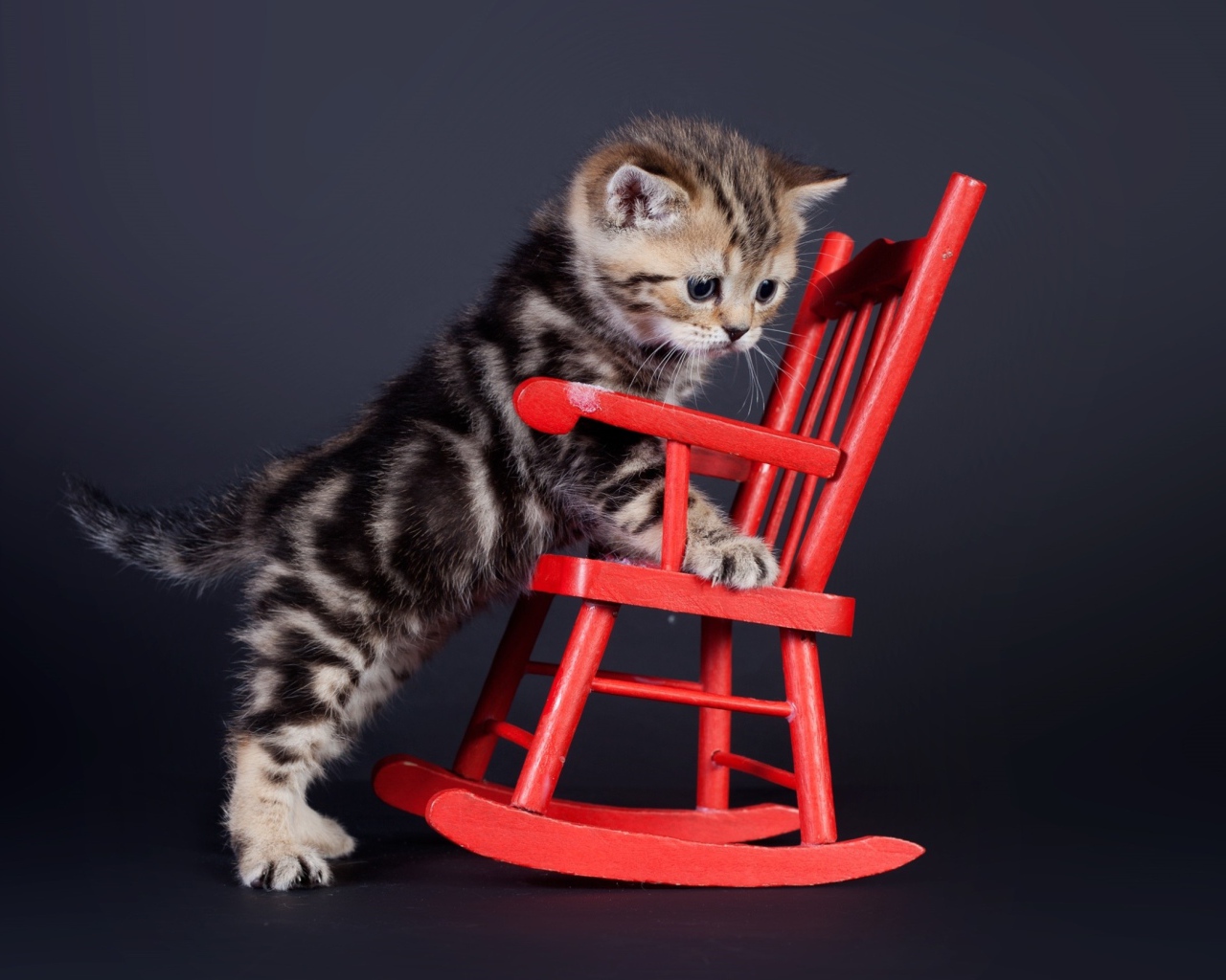 Маленький шотландский котенок на красном игрушечном кресле