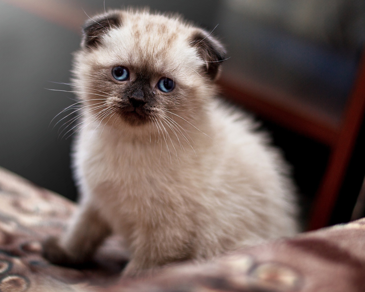 Маленький голубоглазый вислоухий котенок