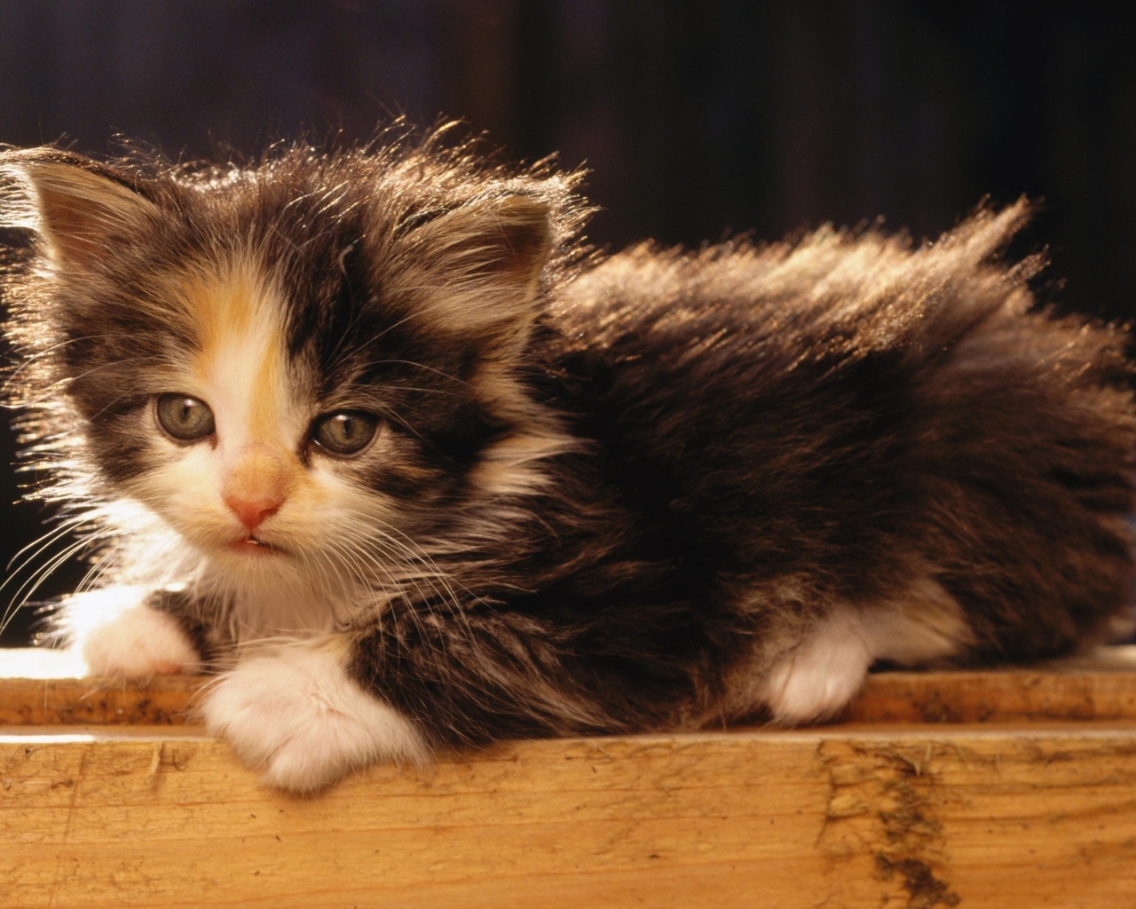 Маленький милый пушистый котенок в лучах солнца