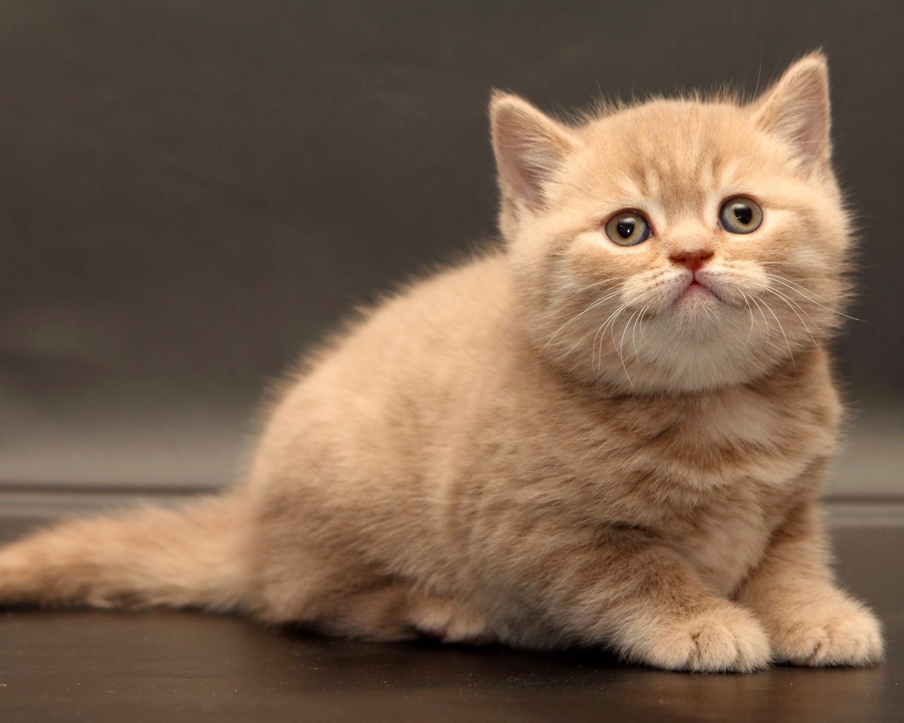 Маленький милый рыжий котенок на сером фоне