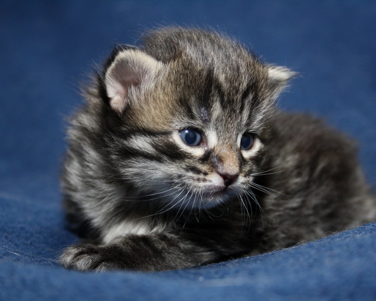 Маленький милый серый котенок крупным планом